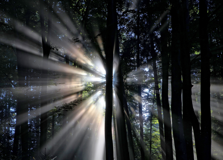 A photo of a group of trees in a forest backlit by bright sunlight. Credit: Photo by Ricardo Gomez Angel on Unsplash