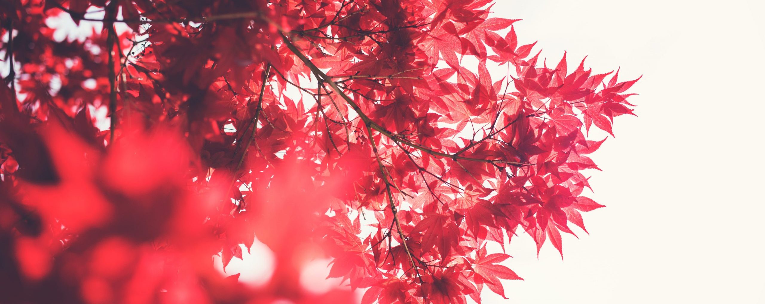 Photo of red maple leaves against the sky